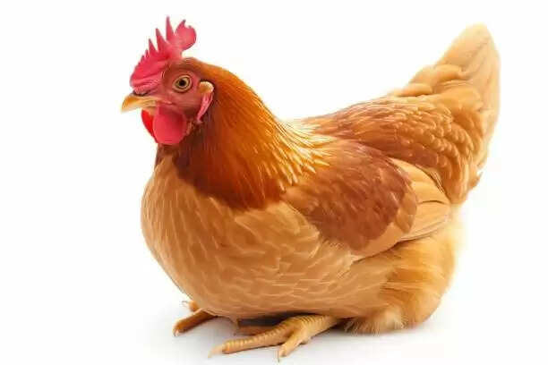 रामपुर में Bird Flu की पुष्टि के बाद वाराणसी प्रशासन अलर्ट, सभी पोल्ट्री फार्मों की निगरानी तेज