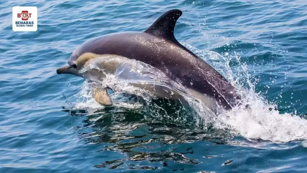Dolphin Safari: वाराणसी में डॉल्फिन सफारी की शुरुआत, पर्यटक नाव से ले सकेंगे आनन्द