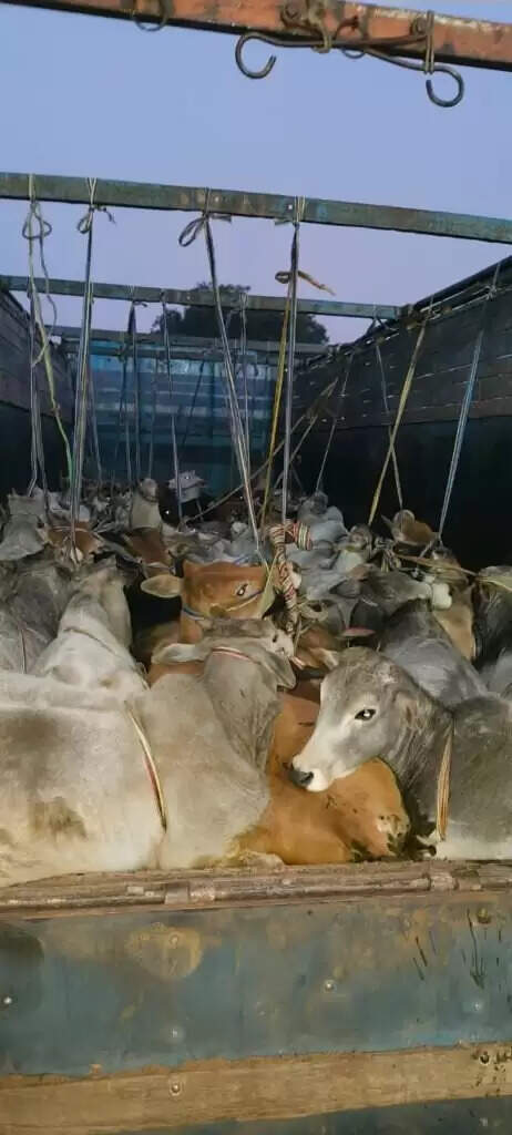 लालगंज थाना पुलिस ने गो-तस्करी के प्रयास को नाकाम किया, 48 गोवंश बरामद