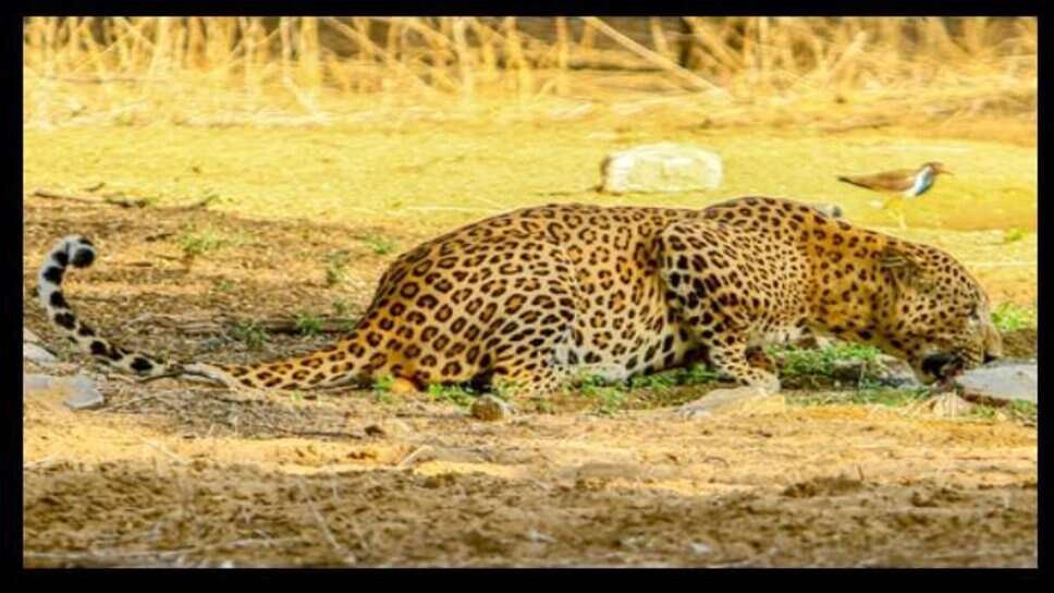 Leopard Attack : खेत की रखवाली कर रहे बुजुर्ग पर तेंदुए का अटैक, हाथ में लगे 14 टांके
