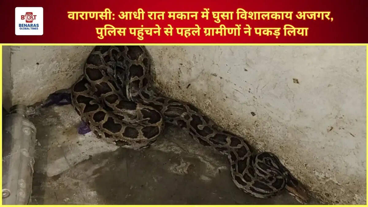 वाराणसी: आधी रात मकान में घुसा विशालकाय अजगर, पुलिस पहुंचने से पहले ग्रामीणों ने पकड़ लिया