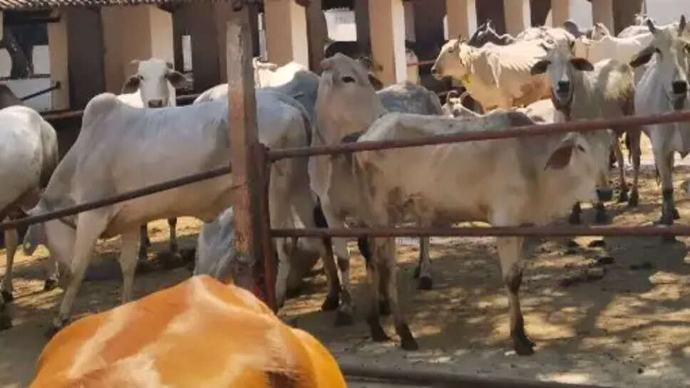 शहंशाहपुर 