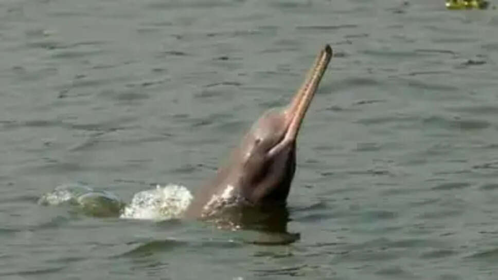 Project Dolphin