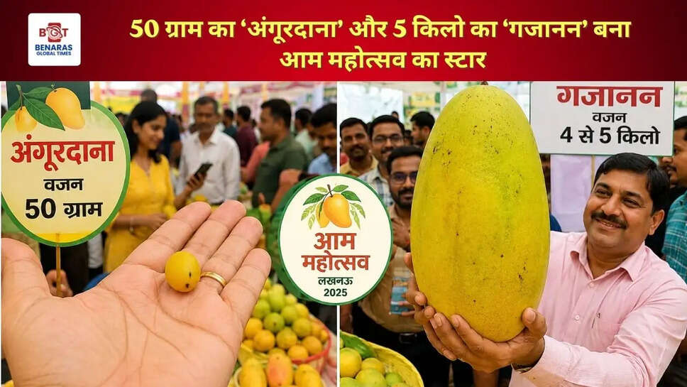  50 ग्राम का &lsquo;अंगूरदाना&rsquo; और 5 किलो का &lsquo;गजानन&rsquo; बना आम महोत्सव का स्टार