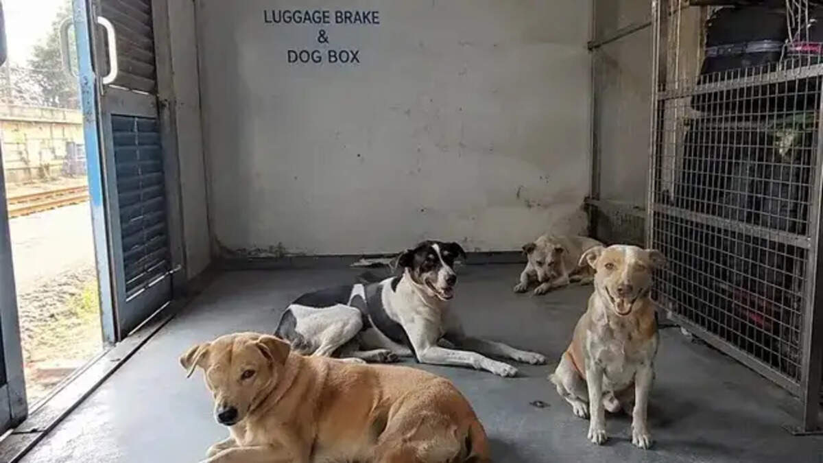 dog