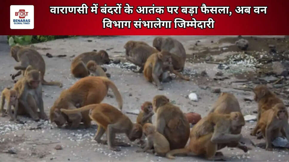 वाराणसी में बंदरों के आतंक पर बड़ा फैसला, अब वन विभाग संभालेगा जिम्मेदारी