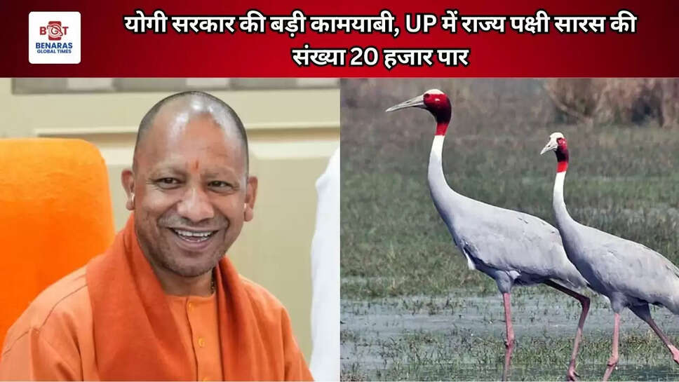 योगी सरकार की बड़ी कामयाबी, UP में राज्य पक्षी सारस की संख्या 20 हजार पार