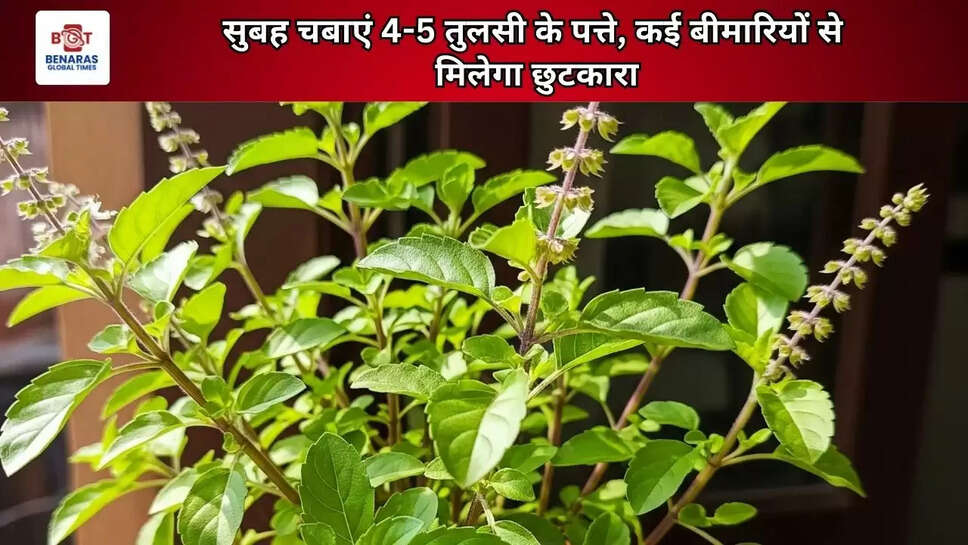  सुबह चबाएं 4-5 तुलसी के पत्ते, कई बीमारियों से मिलेगा छुटकारा