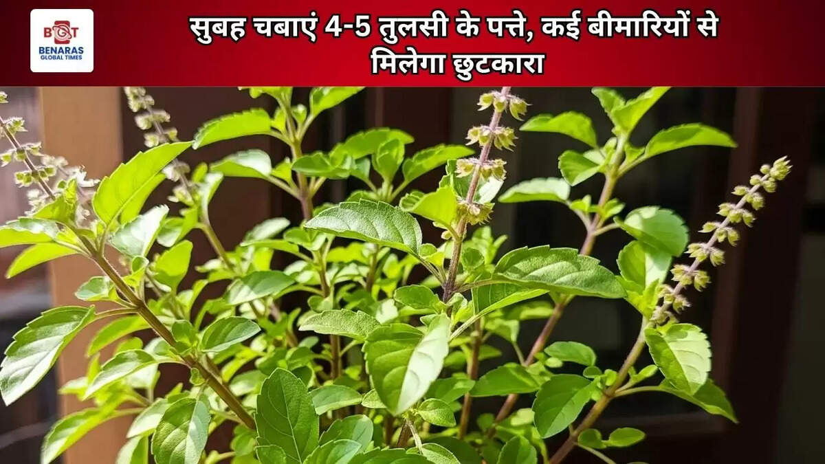  सुबह चबाएं 4-5 तुलसी के पत्ते, कई बीमारियों से मिलेगा छुटकारा