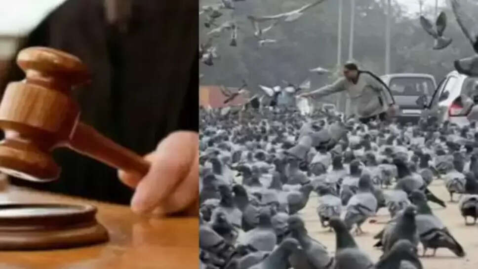 कबूतरों को दाना खिलाने पर सजा
