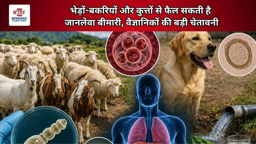  भेड़ों-बकरियों और कुत्तों से फैल सकती है जानलेवा बीमारी, वैज्ञानिकों की बड़ी चेतावनी