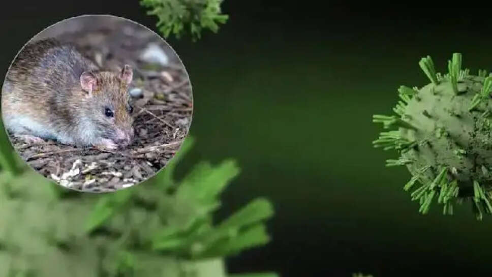 HantaVirus
