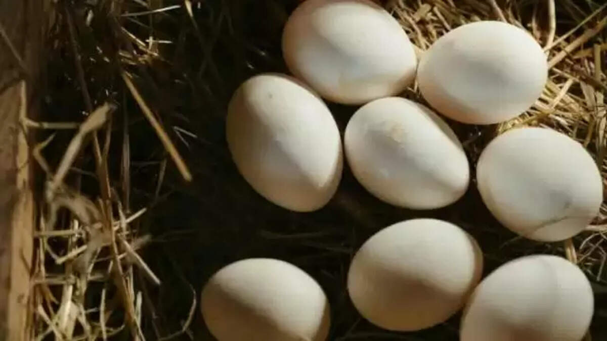 Egggs