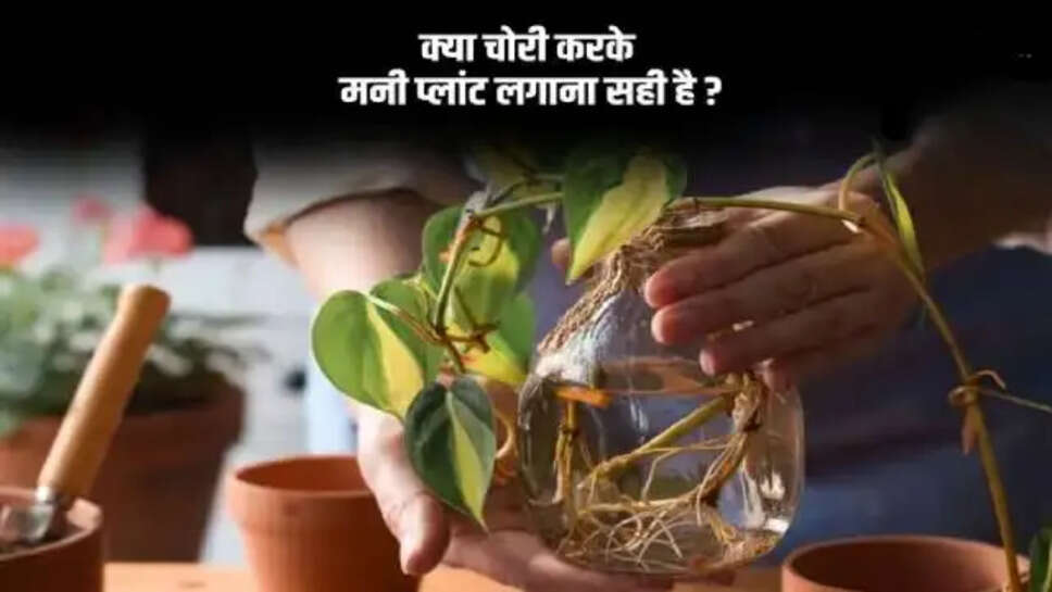 Money Plant