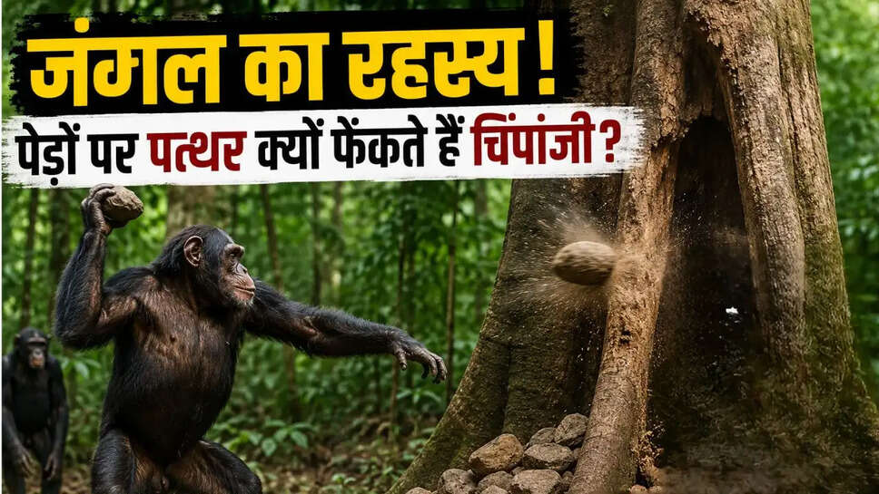 गिनी-बिसाऊ के जंगलों का रहस्य: आखिर क्यों पेड़ों पर पत्थर फेंकते हैं चिंपैंजी?