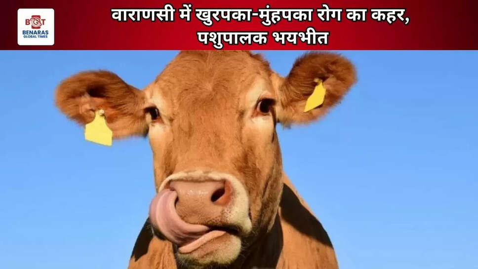  वाराणसी में खुरपका-मुंहपका रोग का कहर, पशुपालक भयभीत