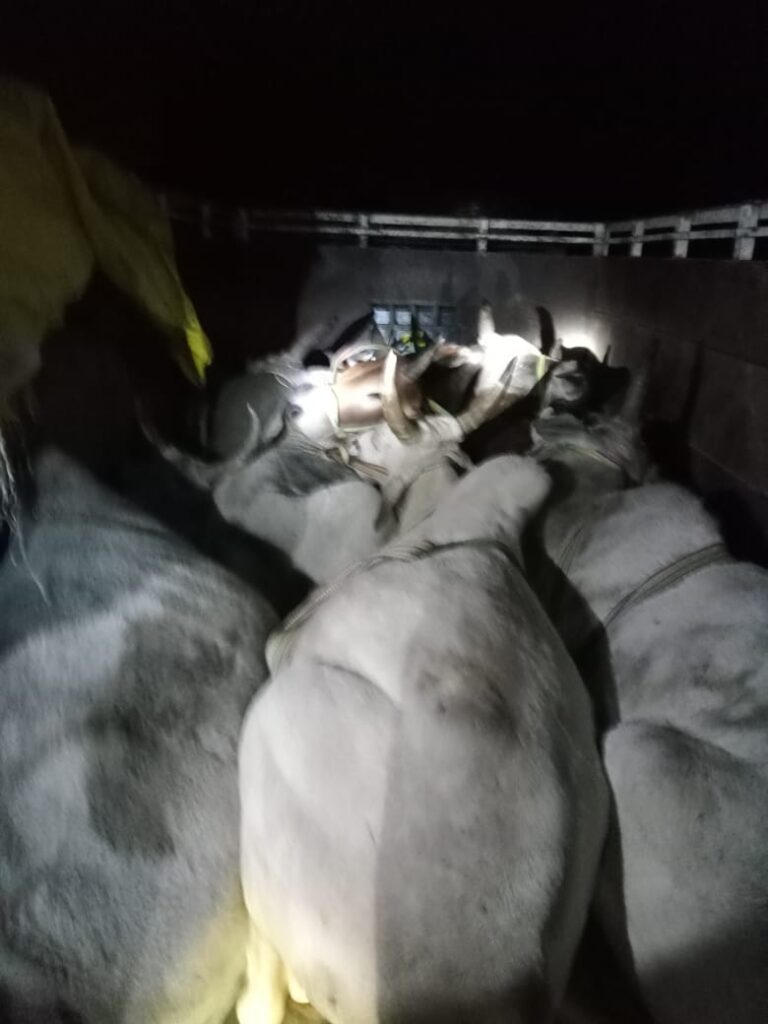 लालगंज थाना पुलिस ने गो-तस्करी के प्रयास को नाकाम किया, 48 गोवंश बरामद लालगंज थाना पुलिस ने गो-तस्करी के प्रयास को नाकाम किया, 48 गोवंश बरामद लालगंज थाना पुलिस ने गो-तस्करी के प्रयास को नाकाम किया, 48 गोवंश बरामद