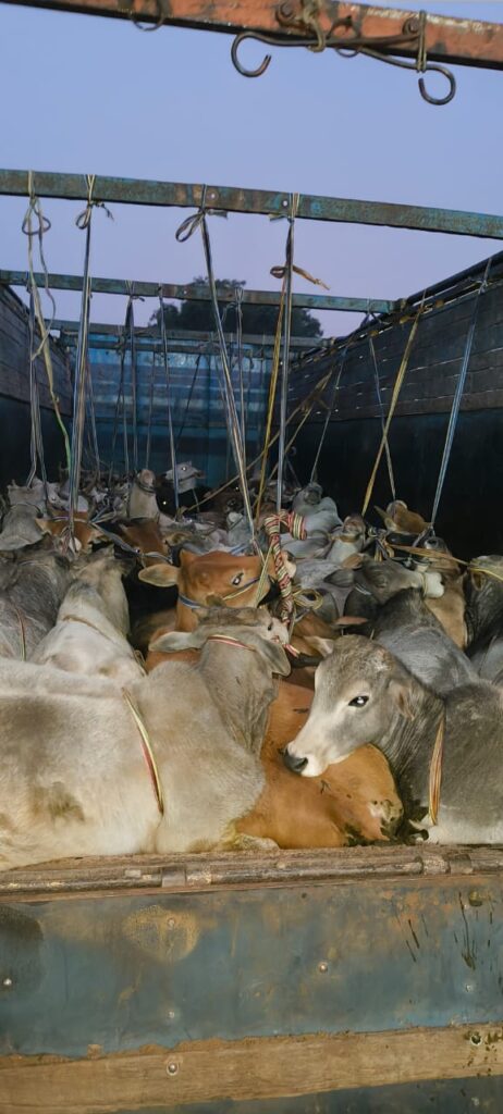 लालगंज थाना पुलिस ने गो-तस्करी के प्रयास को नाकाम किया, 48 गोवंश बरामद लालगंज थाना पुलिस ने गो-तस्करी के प्रयास को नाकाम किया, 48 गोवंश बरामद लालगंज थाना पुलिस ने गो-तस्करी के प्रयास को नाकाम किया, 48 गोवंश बरामद