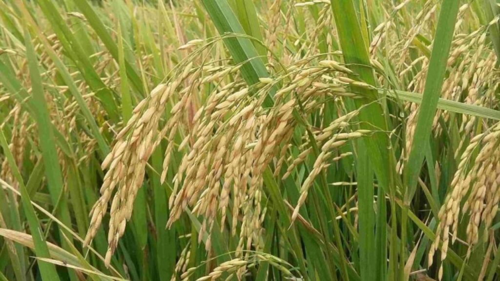 Varanasi CDO : खरीफ 2025 से पहले सीडीओ की बड़ी तैयारी, उर्वरक वितरण पर सख्त निगरानी के निर्देश CDO