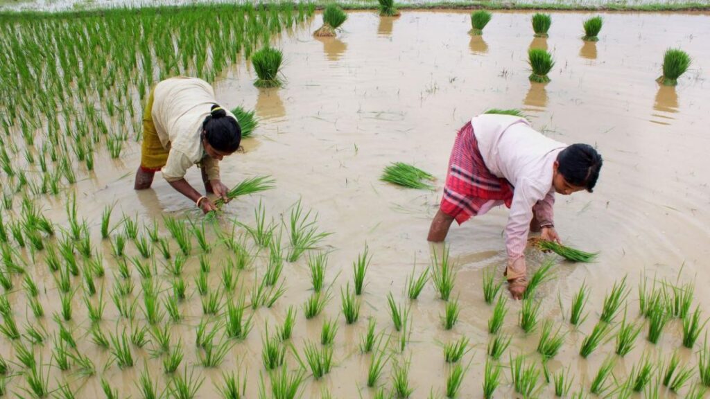 Varanasi CDO : खरीफ 2025 से पहले सीडीओ की बड़ी तैयारी, उर्वरक वितरण पर सख्त निगरानी के निर्देश CDO