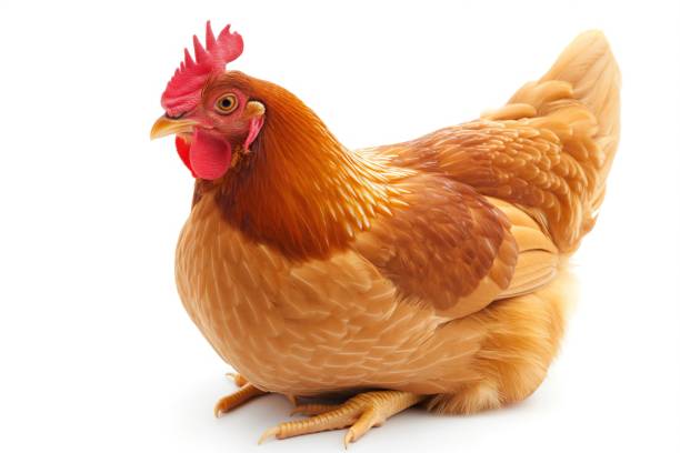 रामपुर में Bird Flu की पुष्टि के बाद वाराणसी प्रशासन अलर्ट, सभी पोल्ट्री फार्मों की निगरानी तेज रामपुर में Bird Flu की पुष्टि के बाद वाराणसी प्रशासन अलर्ट, सभी पोल्ट्री फार्मों की निगरानी तेज रामपुर में Bird Flu की पुष्टि के बाद वाराणसी प्रशासन अलर्ट, सभी पोल्ट्री फार्मों की निगरानी तेज